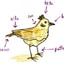 ZOOM : Alouette, gentille  alouette !