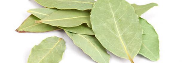 ZOOM sur la comptine : "nous n’irons plus au bois"